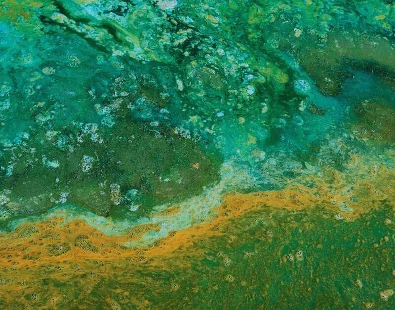 Algae bloom freshwater